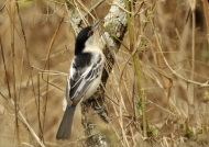 Black-backed Puffback  – f.