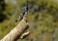 « Talking » to Pied Kingfisher