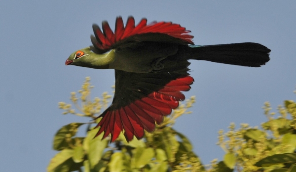 Turacos
