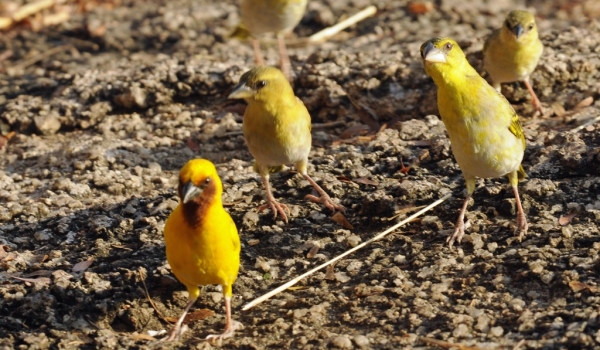Brown-throated Weaver-family