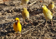 Brown-throated Weaver-family