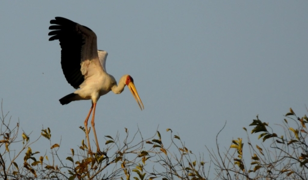 Yelow-billed Stork