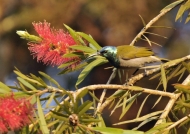 Green-headed Sunbird
