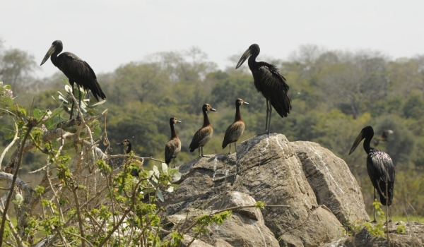 Open-billed Storks
