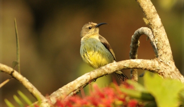 Yellow-bellied Sunbird – f.