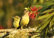 Yellow-bellied Sunbird f-juv