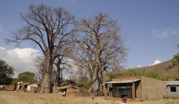 Baobab – center of  the village