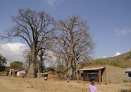 Baobab – center of  the village