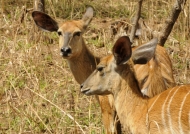 Nyala Antelopes – females