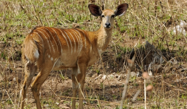 Nyala Antelope – female
