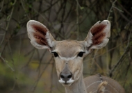 Nyala Antelope – young