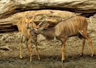 Nyala Antelopes-young m. & f.