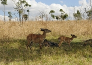 Nyala Antelopes