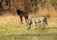Sable Antelope wih Zebra
