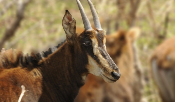 Young Sable Antelope – f.