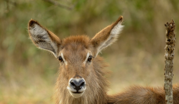 Young Waterbuck – female