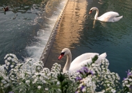 Couple of swans