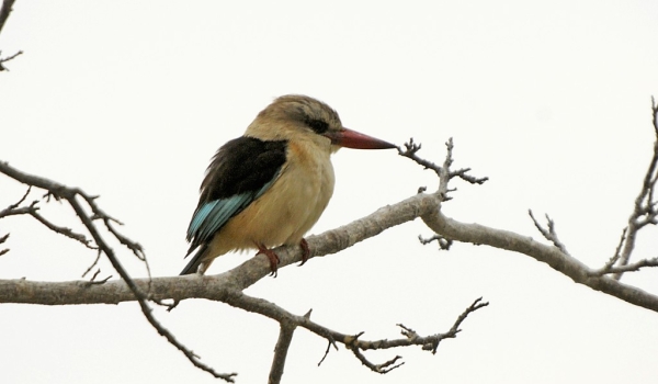 Brown-hooded Kingfisher