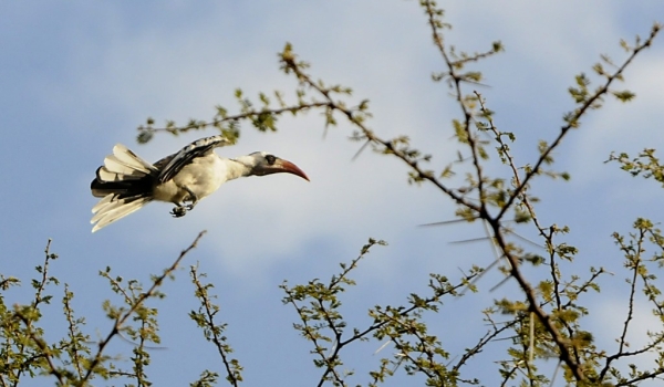 Ruaha Red-billed Hornbill