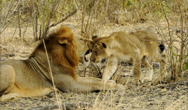 Lion’s « kiss » to the cub