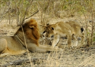 Lion’s « kiss » to the cub