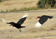 Ground Hornbills