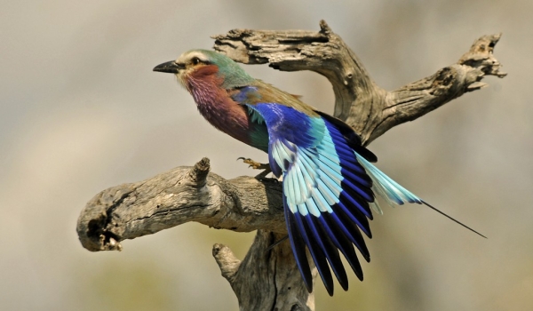 Tanzania – Lilac-breasted Roller