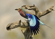 Tanzania – Lilac-breasted Roller