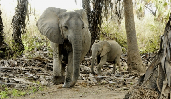 Mother & baby elephant