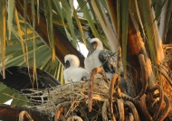 Yellow-billed Storks – chicks