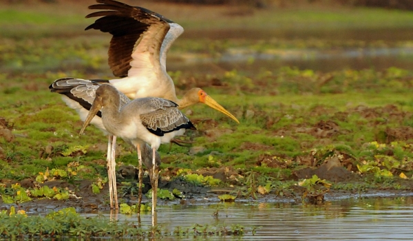 Yellow-billed Storks –  juv.