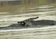 Nile Crocodile fight