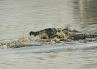 Nile Crocodile fight ending