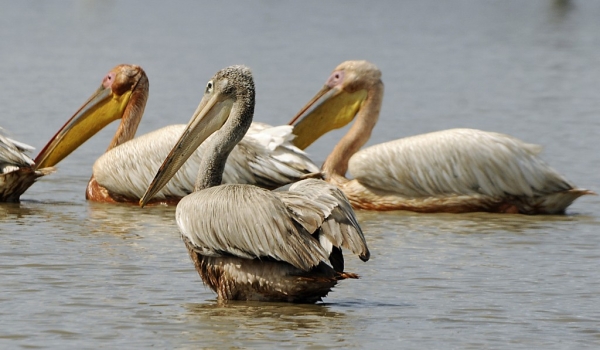 White & Pink-backed Pelicans