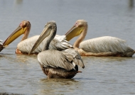 White & Pink-backed Pelicans
