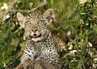 Leopard cub – 2-3 months
