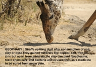 Giraffe – what is Geophagy ?