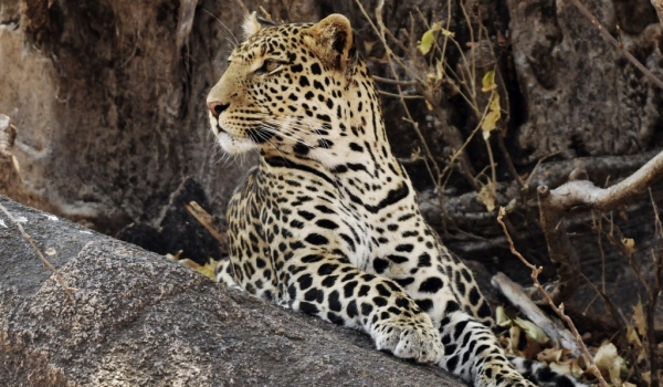 Leopard – male