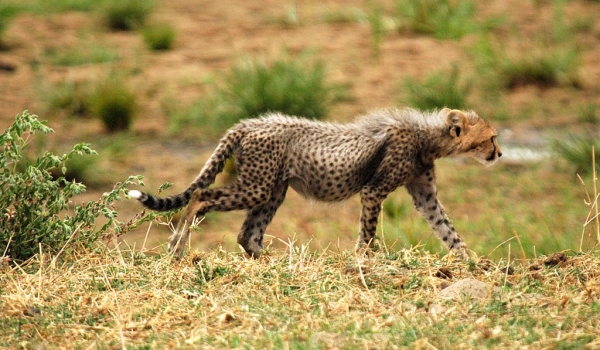 Cub going to join the cheetah