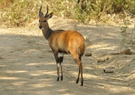 Bushbuck male