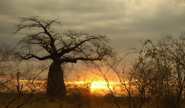 Sunset on a Baobab
