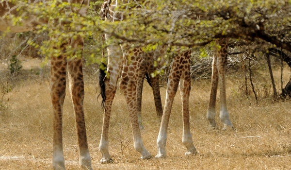 Giraffes – Leg collection
