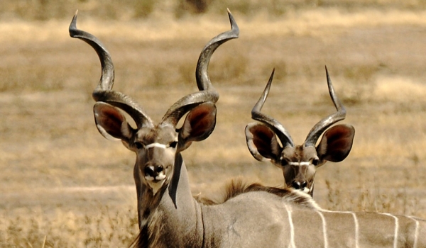 Greater Kudus – male