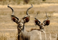 Greater Kudus – male