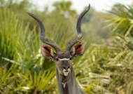 Greater Kudu – male
