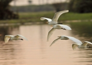 Intermediate Egrets