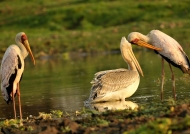 Pink-backed Pelican & Storks