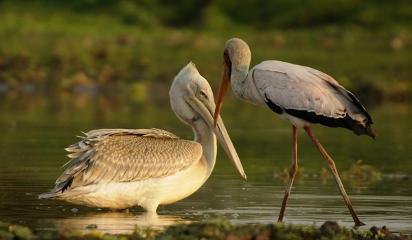 Pink-backed Pelican & Stork