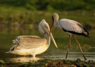 Pink-backed Pelican & Stork