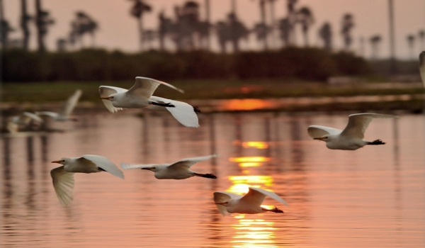 Egrets crossing the sunset